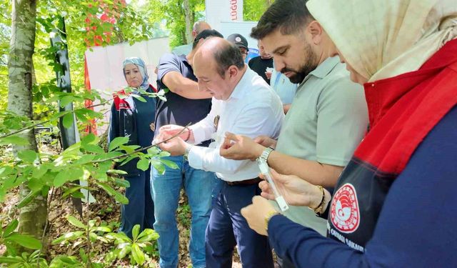 Savaşçı arılar kahverengi kokarcalar için salındı