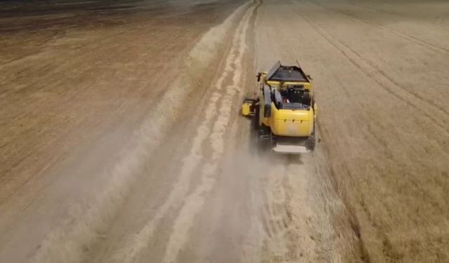 Siirt'te buğday hasadı başladı: Yağışlar çiftçiye umut oldu