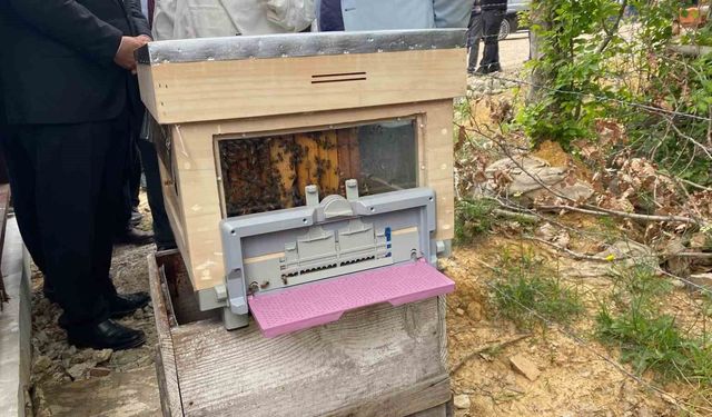 Sinop'ta Türkiye'nin 913'üncü bal ormanı hizmete açıldı