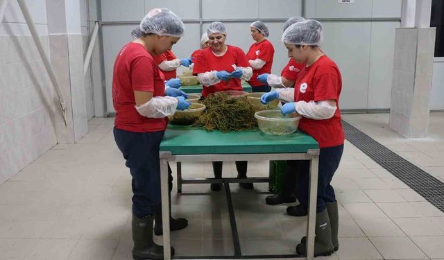 Tarımsal Ürün Fabrikası ile kadınlar üretiyor Efeler kazanıyor