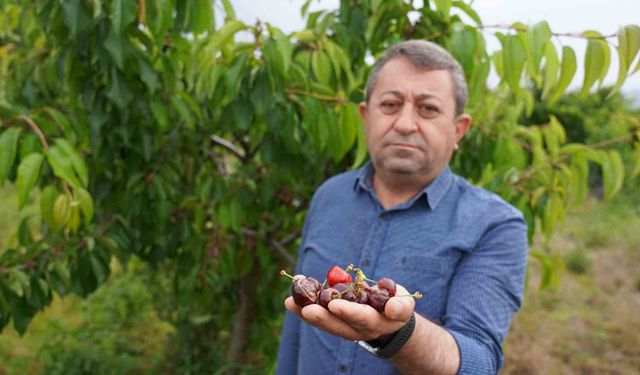 Tokat'ta aşırı yağış kirazı vurdu