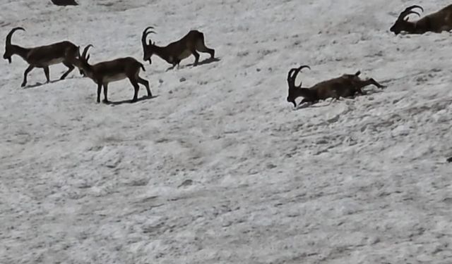 Tunceli'de dağ keçileri ve ayılar aynı bölgede görüntülendi