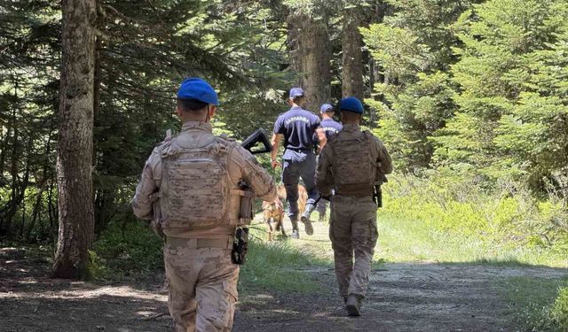 Uludağ'ın zümrüt yeşili ormanları Jandarma'ya emanet