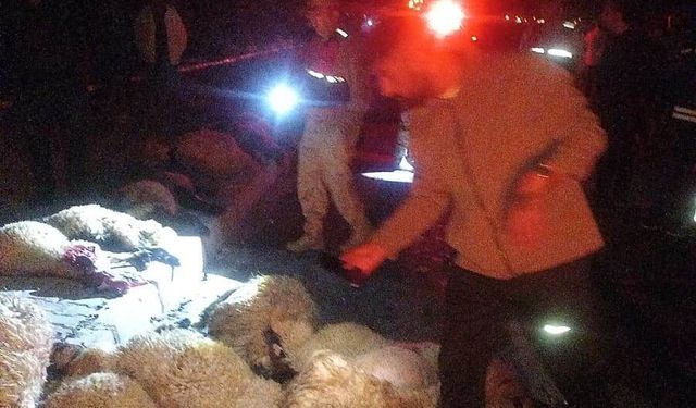 Van'da otomobil koyun sürüsüne çarptı: 17 koyun telef oldu