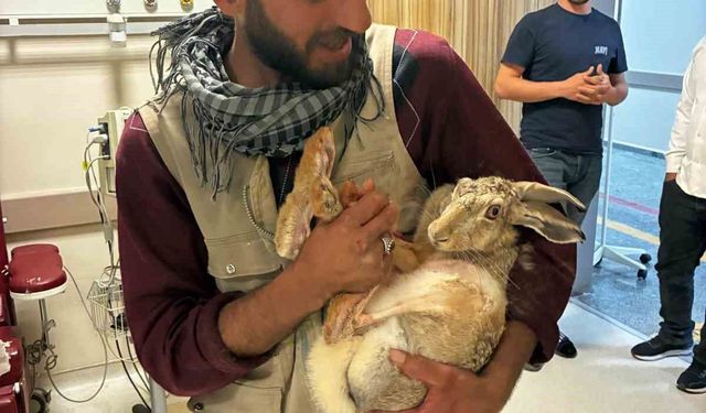 Yaralı hamile tavşan, devlet hastanesi bahçesinde tedavi edildi
