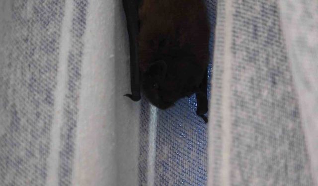 Yarasa balkon perdesini yuvaya dönüştürdü, ev sahibi 'Batman' adını verdi