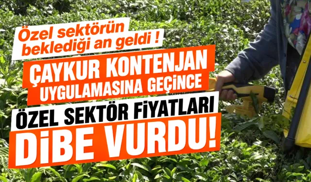 Yaş çay sezonunda özel sektörün beklediği an geldi..!