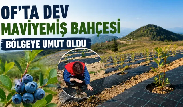 Of'ta Dev Maviyemiş Yatırımı: Bölge Tarımına Yeni Soluk