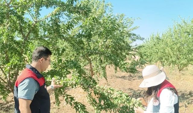 Ağın'da badem bahçelerinde hastalık ve zararlı kontrolleri