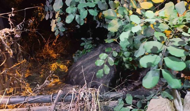 Alanya'da elektrik direğine bağlı yaralı domuz yavrusu kurtarıldı