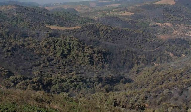 Alevler yılların emeğini kül etti...300 dönüm üzüm bağı ve tesis de küle döndü