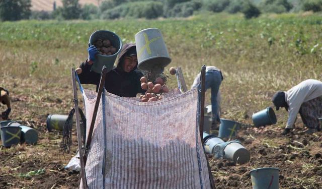 Amasya'da patates hasadı başladı: 130 bin ton rekolte bekleniyor