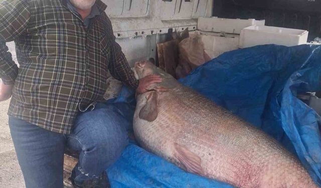 Av yasağının bittiği gün 130 kiloluk turna balığı yakaladı, nasıl doğrayacağını düşünmeye başladı