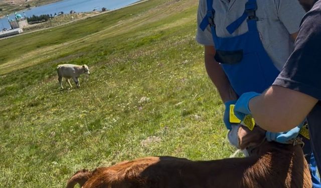 Aydıntepe Yaylası'nda buzağılar küpelenerek aşılandı