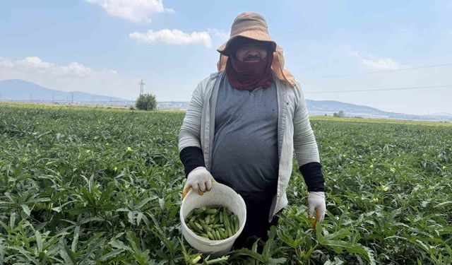 Bamyanın başkenti Osmaniye'de hasat başladı