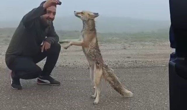 Bayburtlu aile yayla yolunda karşılaştıkları tilkiyi kekle besledi
