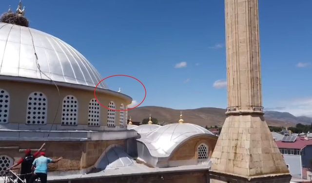 Bayburt'ta yuvasına dönemeyen yavru leylek ekipleri harekete geçirdi