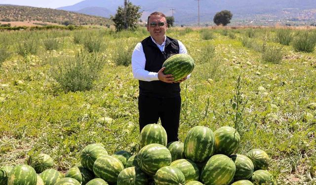 Bilecik'te 62 bin tonluk karpuz hasadı bekleniyor