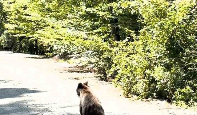 Bolu'da aracın önünde koşan ayı kameraya yansıdı