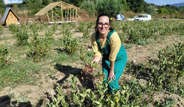 Bolu'da toprakla buluşan şifa kaynağı 'aronya' hasat için gün sayıyor