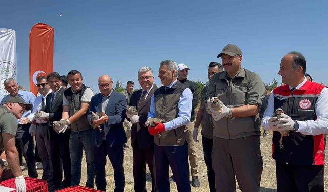 Çamlık Milli Parkı'nda bin keklik doğaya kanat çırptı