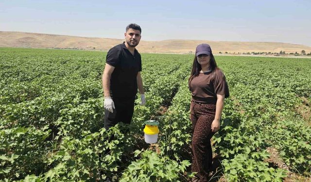 Cizre'de pamuk tarlalarına 'Feromon Tuzaklı' koruma