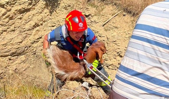 Çukura düşen küçükbaş hayvanı itfaiye kurtardı