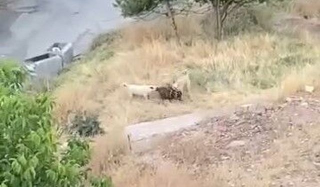 Elazığ'da sokak köpekleri 2 keçiyi telef etti