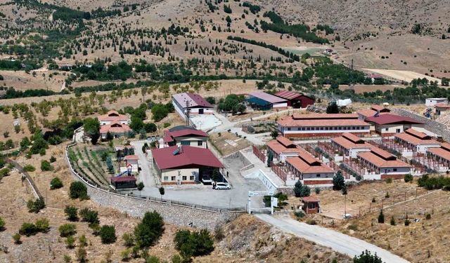 Geçici Hayvan Bakımevi ve Rehabilitasyon Merkezi'nde 15 bin sokak hayvanı tedavi edildi