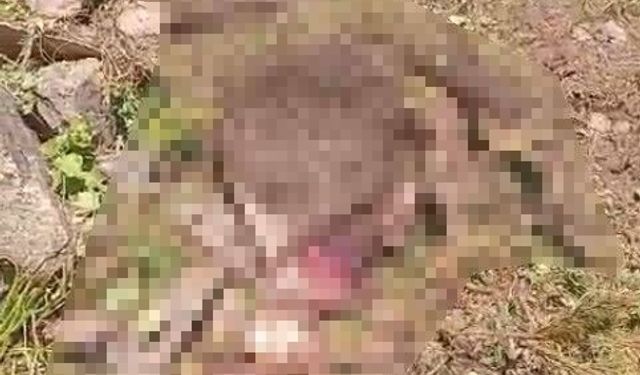 Gümüşhane'de kaybolan inek ayı tarafından parçalandı