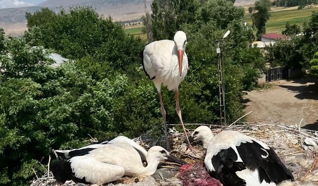 Güroymak'ta yaralı leylek ve yavrularına şefkat eli