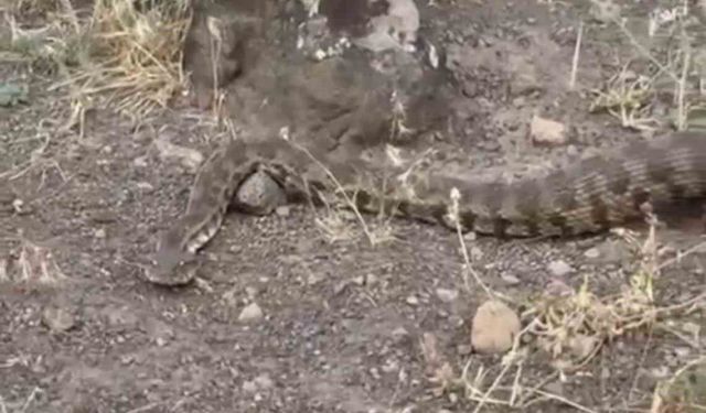 Iğdır'da yerleşim alanına giren koca engerek doğaya salındı