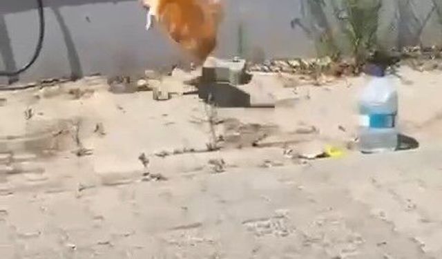 Kedi ile yılanın kavgası kamerada