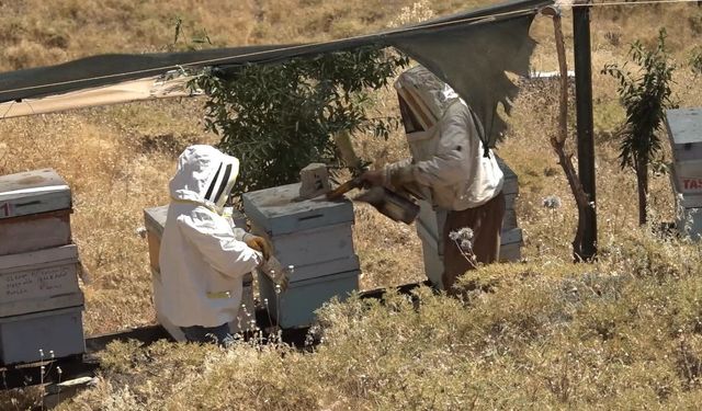 Kovanın başında röportaj yapan gazeteciye arılar saldırdı