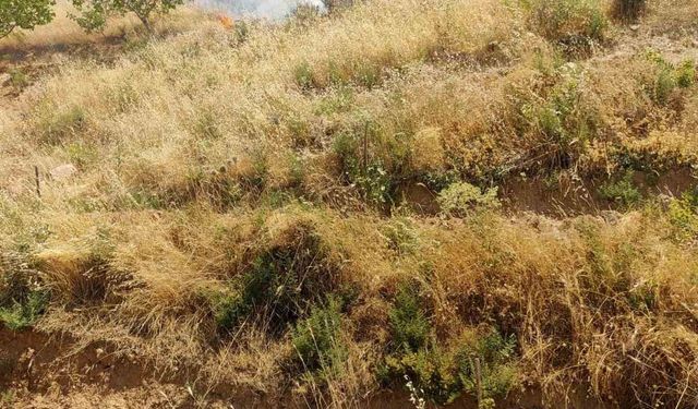 Kurtalan'da fıstık bahçesinde çıkan yangında 95 ağaç kül oldu