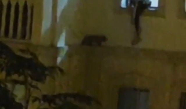Mardin'de mahsur kalan kedi kurtarıldı