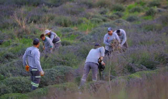 Merkezefendi'nin mor güzelliğinde hasat tamamlandı