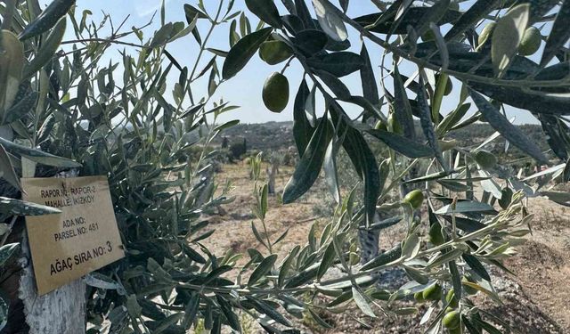Milas'ta bilimsel yöntemlerle taşınan zeytin ağaçları, bir yıl dolmadan yeniden meyve vermeye başladı