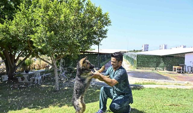Muratpaşa'dan patili dostlara serin dokunuş