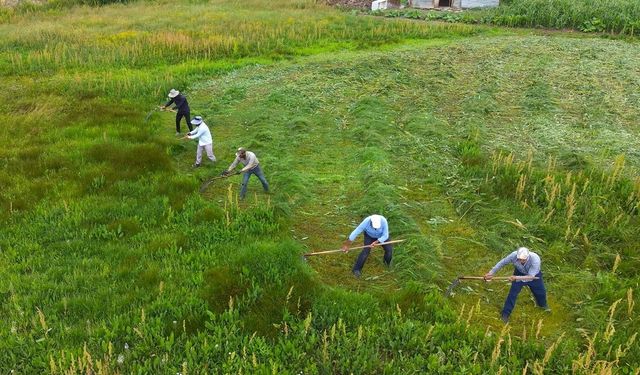 Muş'ta tırpan mesaisi: Kavurucu sıcakta imece usulü ot biçiyorlar