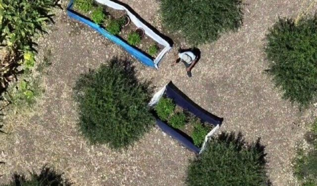 Osmaniye'de 31 kilo esrar ve 527 kök kenevir ele geçirildi