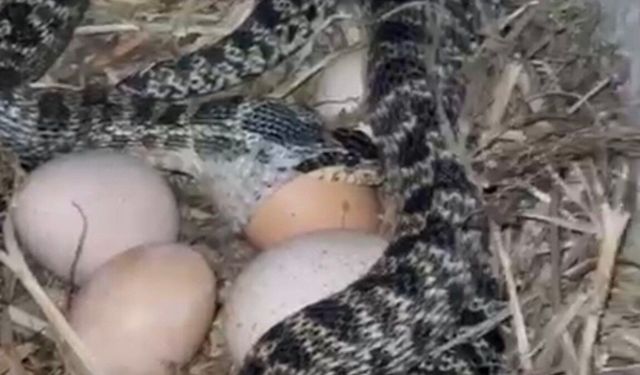 Samanlıkta yumurta yerken yakaladığı yılanı eline dolayıp etrafındakileri korkuttu