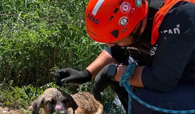 Siirt'te kuyuya düşen köpek kurtarıldı