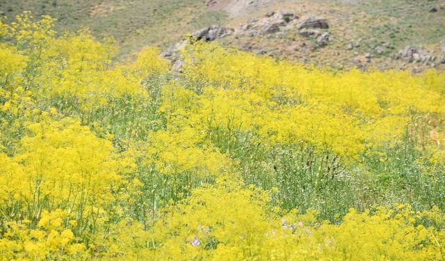 Şırnak yaylaları sarı rengine büründü