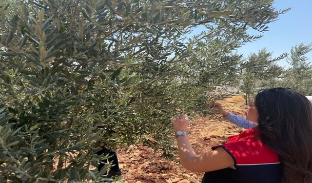 Şırnak'ta zeytin bahçelerinde hasar tespit çalışmaları başlatıldı