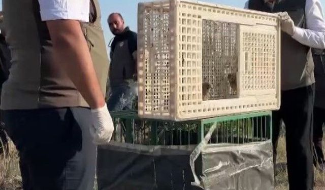 Sivas'ta yuvadan düşen iki kerkenez yavrusu doğaya bırakıldı