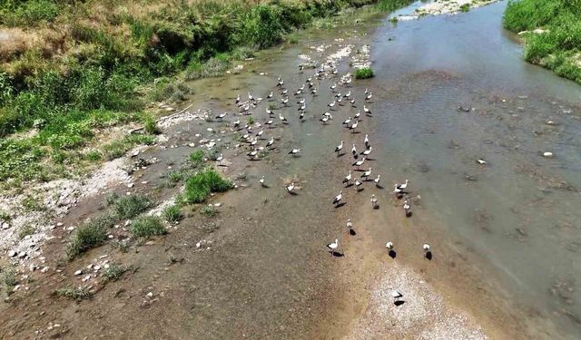 Soğanlı Çayı'nı mesken tutan leylekler dronla görüntülendi
