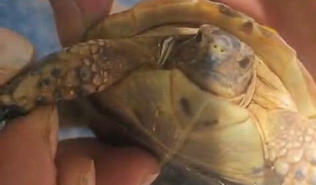 Tarlada boyun kısmına diken batan yavru kaplumbağaya şefkat eli