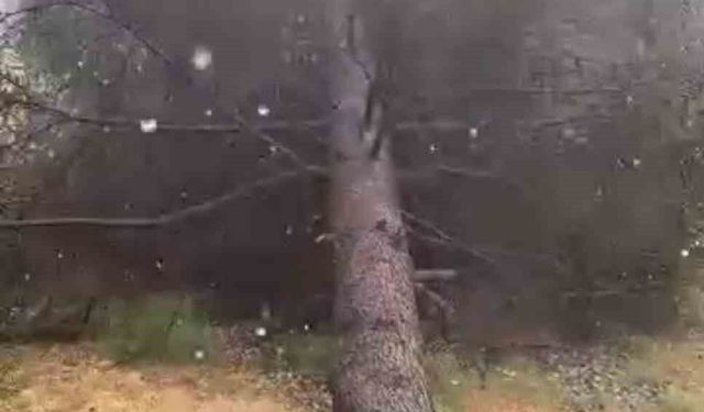 Tokat'ta fırtınada ağaçlar devrildi