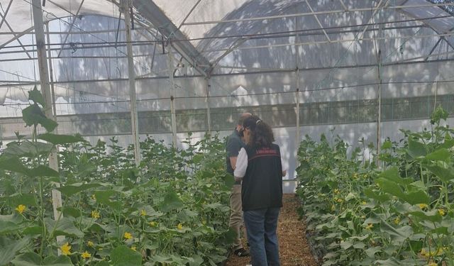 Uşak'ta hasat öncesi pestisit kalıntısı denetiminde numuneler alındı